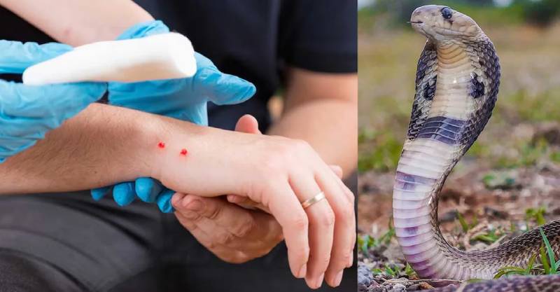 Mơ Thấy Rắn Cắn Đánh Con Gì? Giải Mã Chi Tiết Giấc Mơ 2 Rắn cắn vào tay